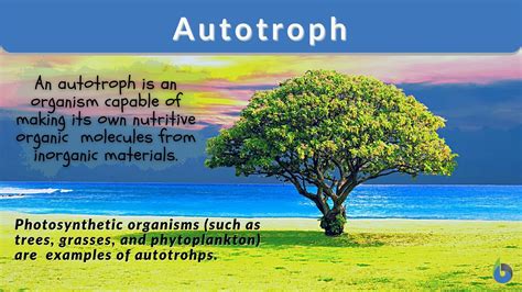 Autotrophic Bacteria