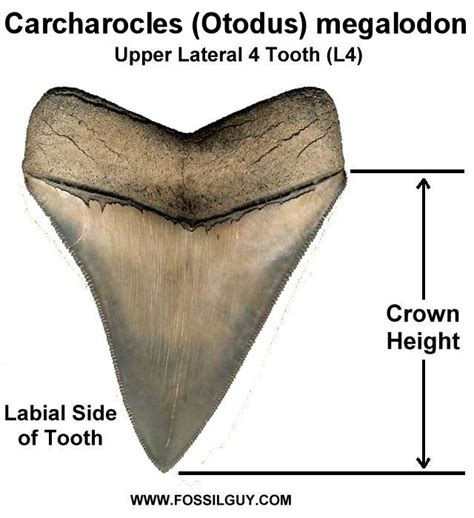 Fossilguy.com: The Size of the Megalodon Shark - Megalodon Tooth Size ...