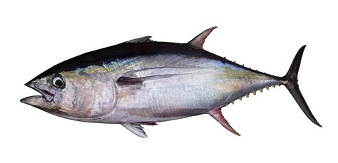 PNG Tuna Transparent Tuna.PNG Images. | PlusPNG