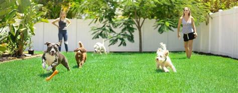 10 Dog-Friendly Landscaping Ideas for Your Backyard