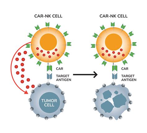 BAFFR CAR-NK Cells - PeproMene Bio IncPeproMene Bio Inc