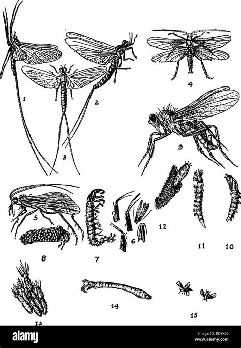 Freshwater insect larva Black and White Stock Photos & Images - Alamy