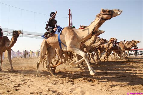 camel festival neil7 | The Desert Diva