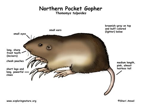 Pocket Gopher (Northern)