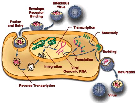 Life-cycle of the retrovirus Adapted from " Methods in Cell biology ...