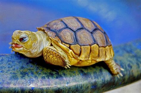 How To Take Care Of Baby Water Turtles [With Video Guide] | TurtlePets