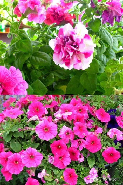 15 Easy To Grow Annual Flowers From Seed | Crafty For Home