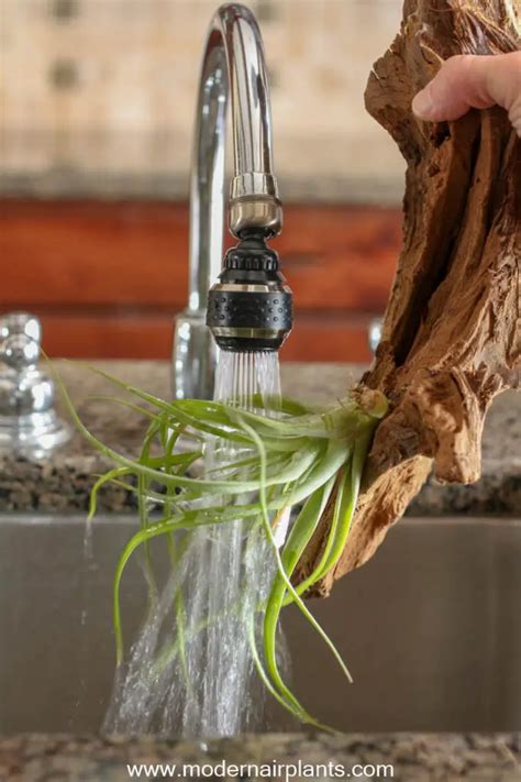 The Secret to Watering Air Plants is Easier Than You Think