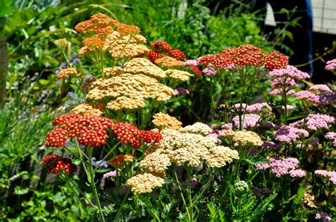 Yarrow Plants – 3 Types | Gardens for Life