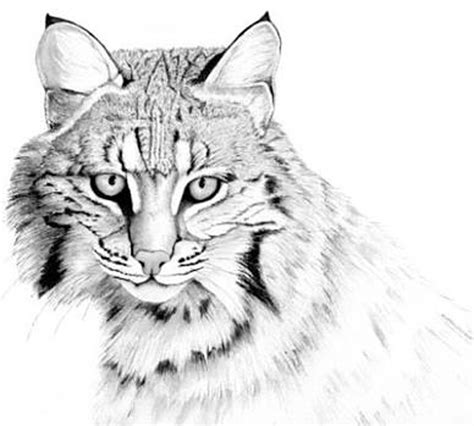 Bobcat Face Drawing at GetDrawings | Free download