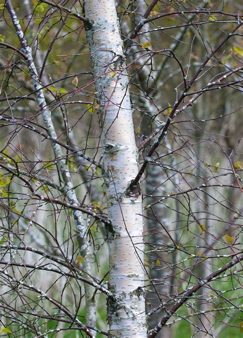 Tree Folklore: Birch, the Lady of the Wood - #FolkloreThursday