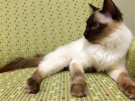 Balinese Cat Breed Profile