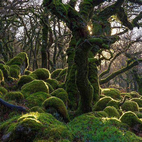 Atlas Obscura on Instagram: “Welcome to Black a Tor Copse in Dartmoor, England. An ancient ...