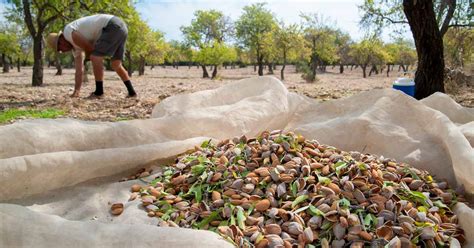 Almond Harvesting: [Harvest, Collection and Drying] - Complete Gardering