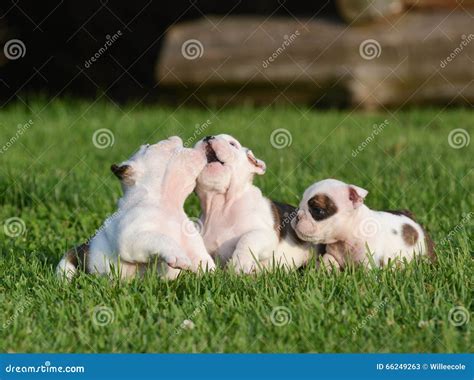 Bulldog puppies playing stock image. Image of grass, background - 66249263