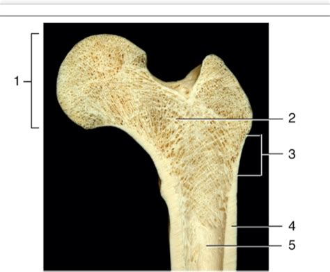 Longitudinally sectioned femur (thigh bone) Diagram | Quizlet