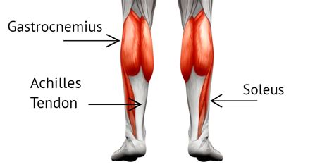 Physiotherapy for Calf and Heel Pain | Glebe Physio