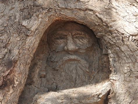 The Face Tree near Burke and Wills Dig Tree | Attraction Tour | Durham ...