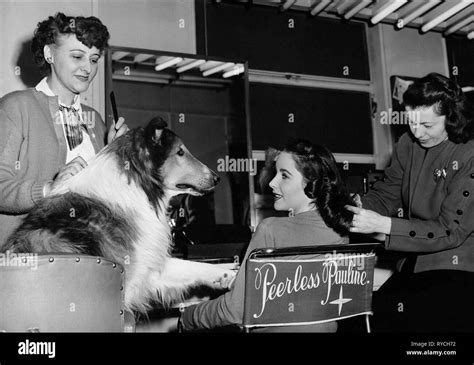 Elizabeth taylor lassie come home 1943 hi-res stock photography and ...