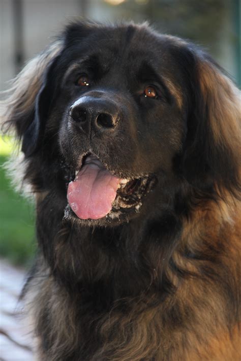 Leonberger dog face photo and wallpaper. Beautiful Leonberger dog face ...