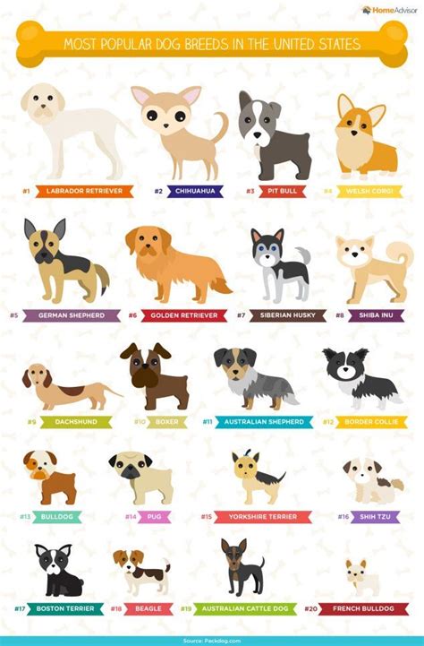 Small Dog Breeds With Names