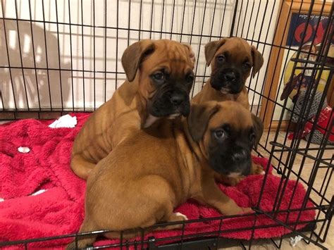 Boxer Dog Info, Temperament, Puppies, Pictures