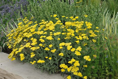 Golden Yarrow Seeds — San Diego Seed Company