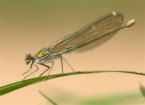 Libellule Brillant Insectes · Photo gratuite sur Pixabay