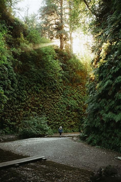 How To Find Fern Canyon Trail (2024 Permits Details) - The Mandagies