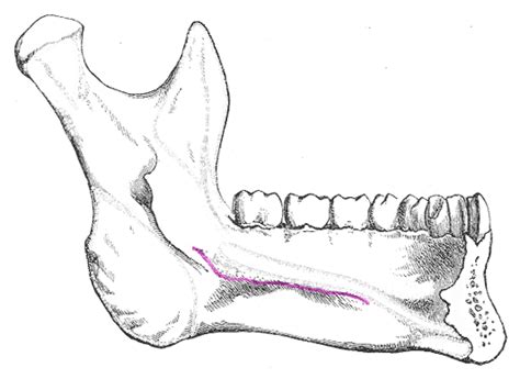 Mandible - Labeled Images - RoteLearnIt