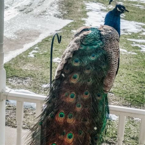 Peacocks as pets in 2020 | Young living business, Business builders, Young living