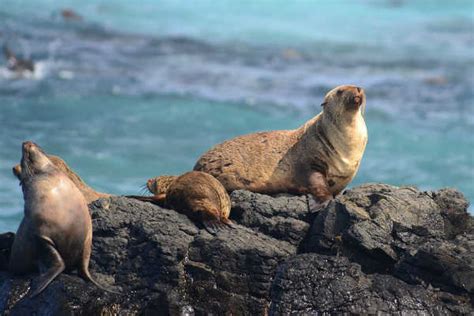 Seal Rocks, Phillip Island