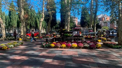 El Día de Todos los Santos trae consigo tradiciones florales a los ...