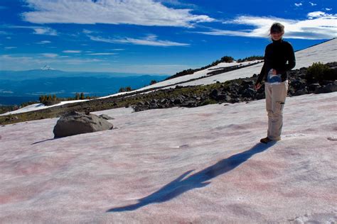 'Pink Snow' Algae Could Lead to Glacial Melting - Research & Development World