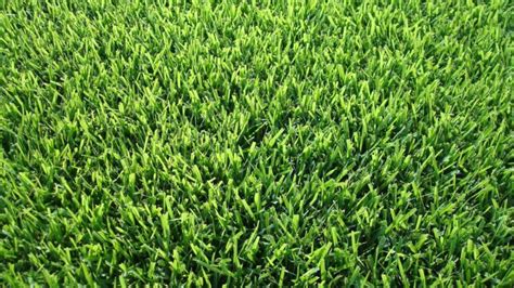 Premium Kentucky Blue Grass Sod - Blue Grass Nursery, Sod and Garden Centre: Calgary, Edmonton ...