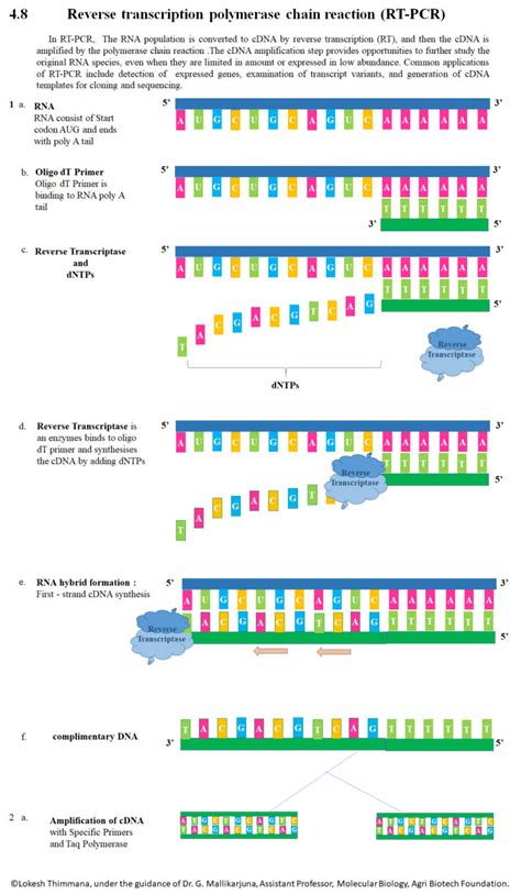 Difference Between Random Primers and Oligo dT | Compare the Difference ...