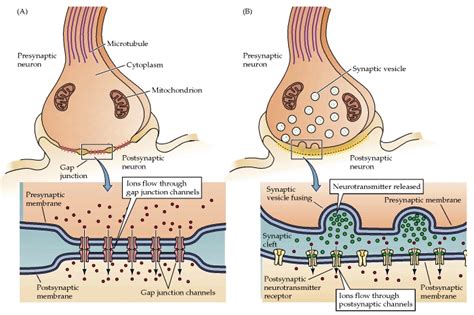 Synapse | Definition, Types & Functions