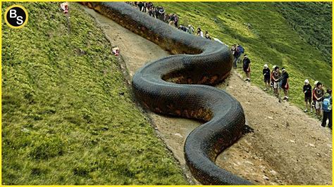 Journey into the Enigmatic Cave: Revealing the Astonishing 200-Year-Old Giant White Snake That ...