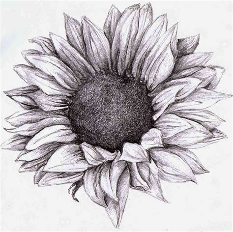 Flower Shading Drawing at PaintingValley.com | Explore collection of ...