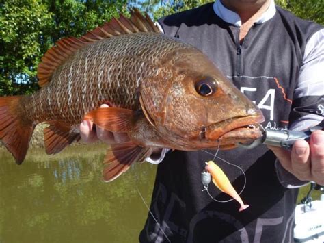 Fish Species Of North Queensland - Mangrove Jack