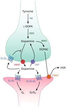 Dopamine - Wikipedia