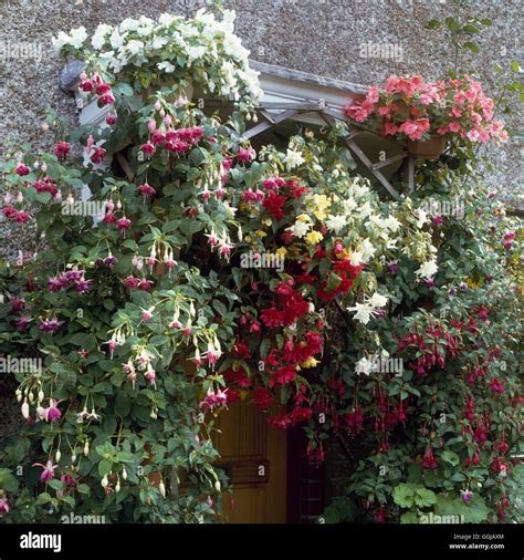 Hanging Baskets - of Begonias and Fuchsias around porch (Please credit ...