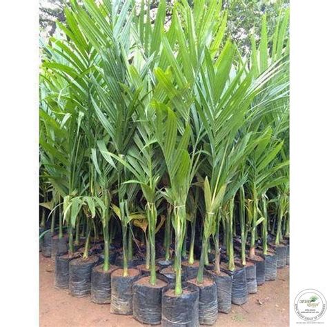 Areca Nut at Rs 230/piece | Areca Palm in Agra | ID: 25872374088