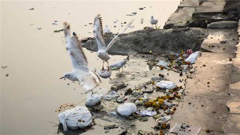 Delhi sees decline in migratory birds due to pollution - CGTN