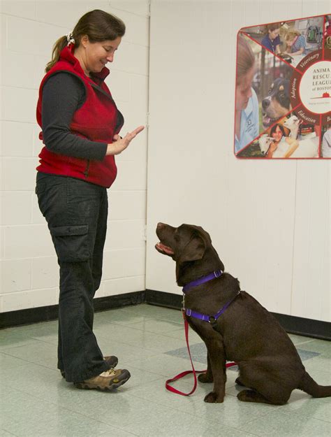 Dog Training Tips: 7 Essential Commands to Teach Your New Dog