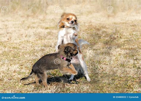 Playing puppies chihuahua stock photo. Image of puppies - 23480022