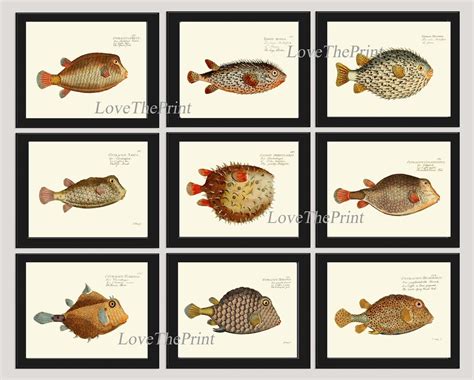 Tropical Fish Wall Art Print Set of 9 Beautiful Colorful Puffer Boxfish Antique Vintage Sea ...