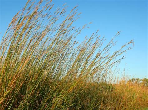 Learn About Growing Big Bluestem Grass