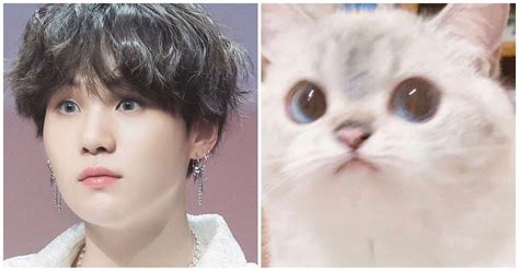 Here Are 20+ Adorable Pictures Of BTS's Suga As Iconic Cat Memes | Suga ...