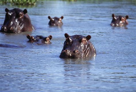 Hippos Swimming In River In Okavango Photograph by Axiom Photographic - Pixels